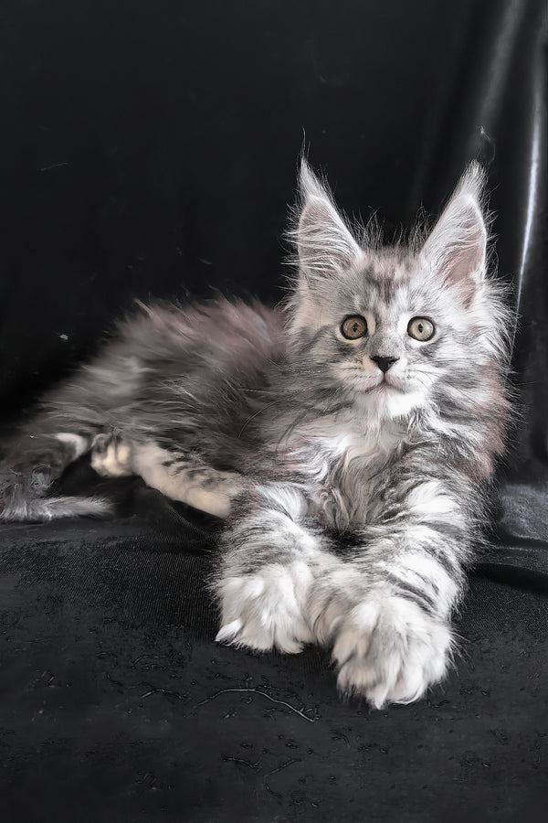 Olga | Polydactyl Maine Coon Kitten