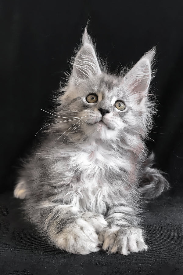 Olga | Polydactyl Maine Coon Kitten