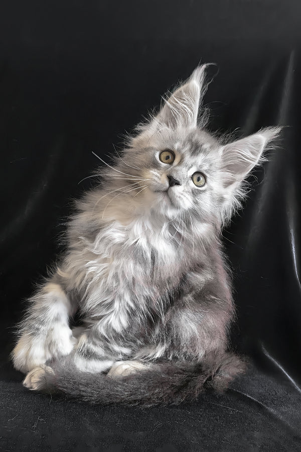 Olga | Polydactyl Maine Coon Kitten