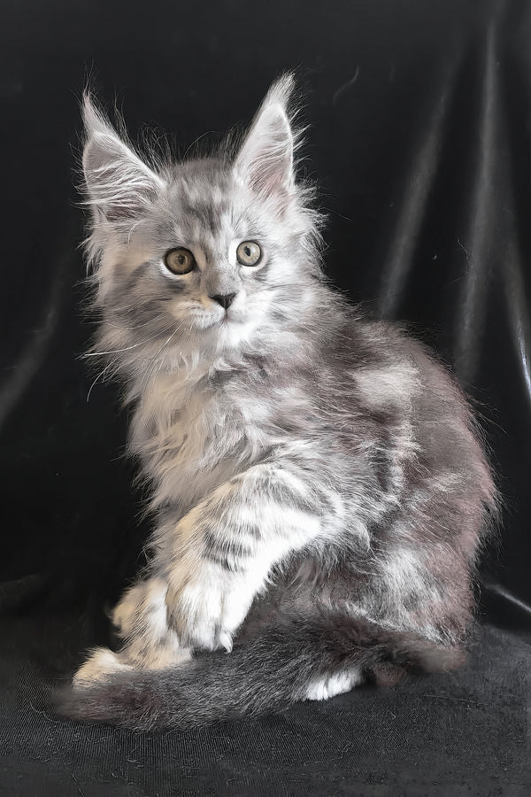 Olga | Polydactyl Maine Coon Kitten