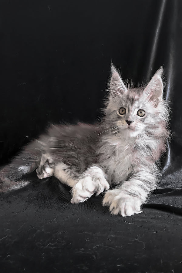 Olga | Polydactyl Maine Coon Kitten