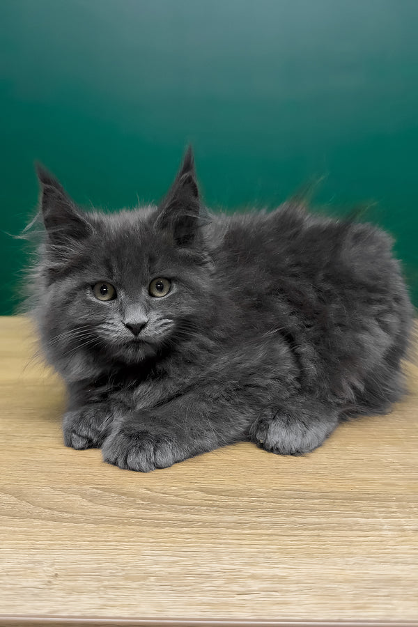 Olha | Polydactyl Maine Coon Kitten