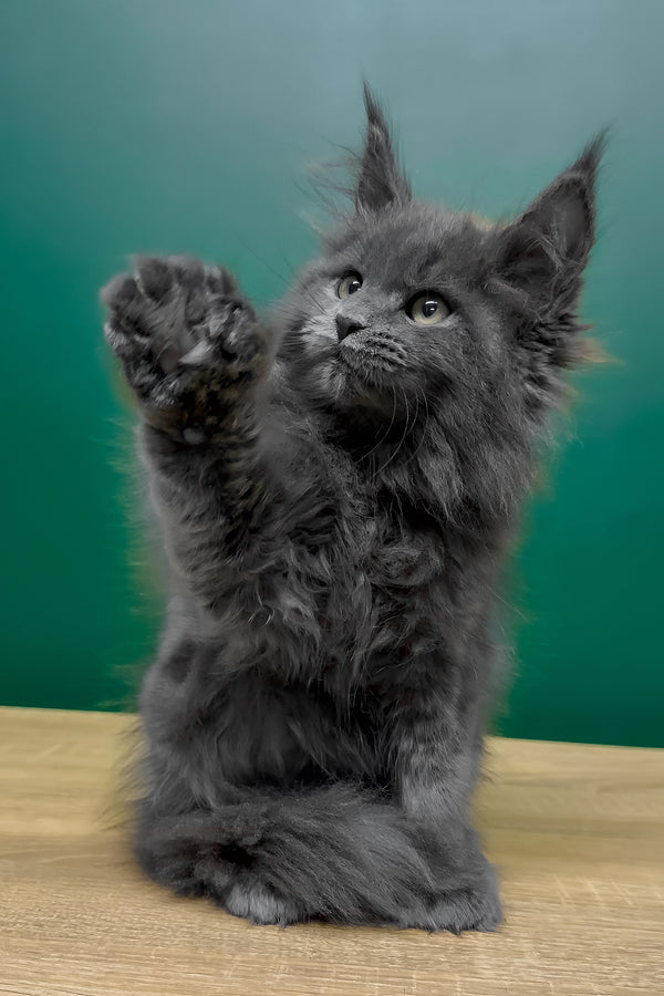 Olha | Polydactyl Maine Coon Kitten