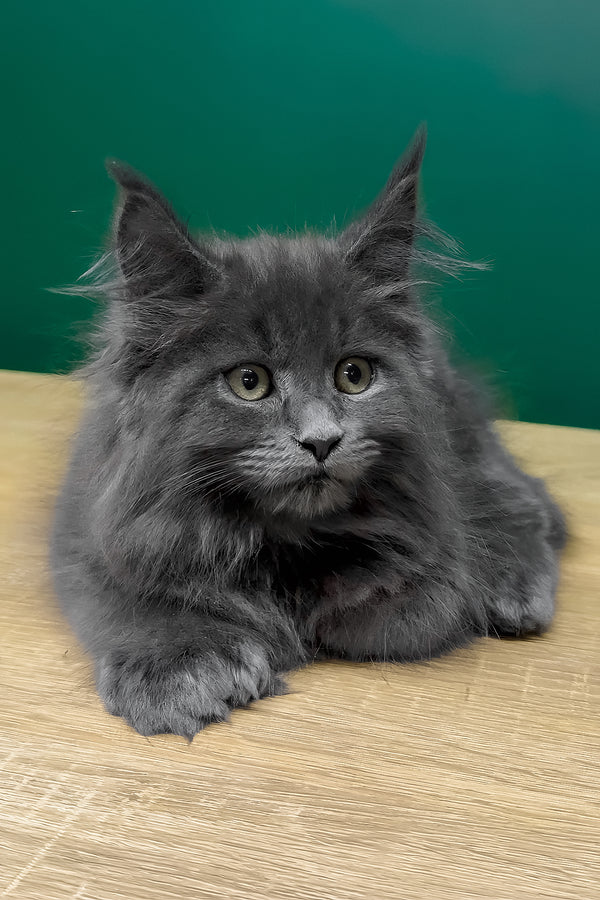 Olha | Polydactyl Maine Coon Kitten