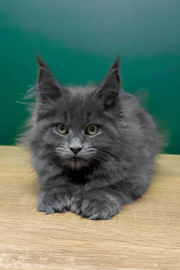 Olha | Polydactyl Maine Coon Kitten