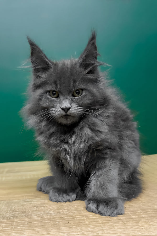 Olha | Polydactyl Maine Coon Kitten