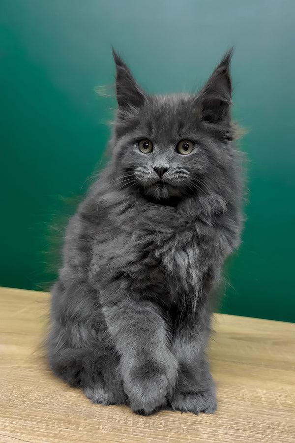 Olha | Polydactyl Maine Coon Kitten