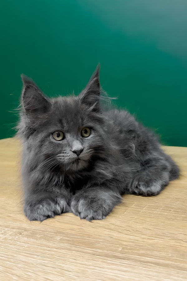 Olha | Polydactyl Maine Coon Kitten