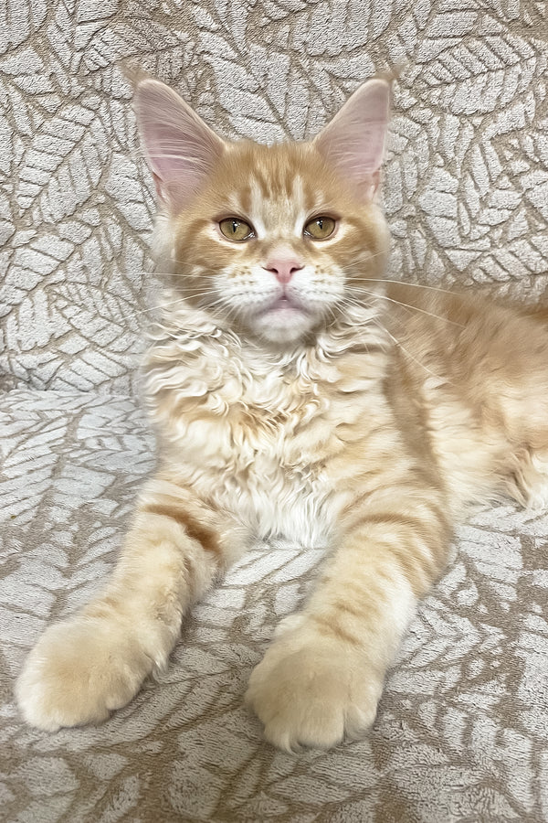 Ophelia | Maine Coon Kitten