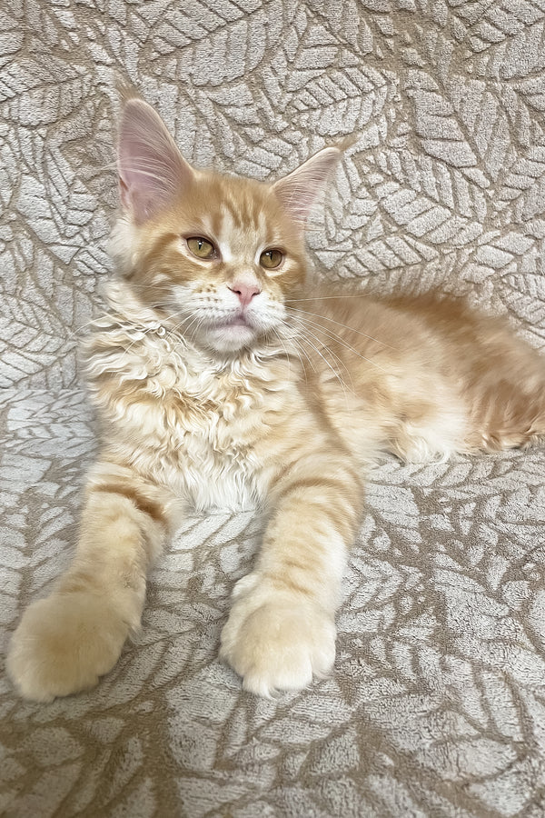 Ophelia | Maine Coon Kitten