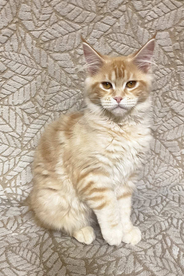 Ophelia | Maine Coon Kitten