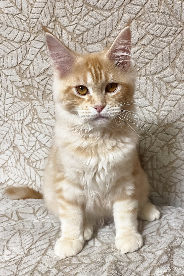 Ophelia | Maine Coon Kitten
