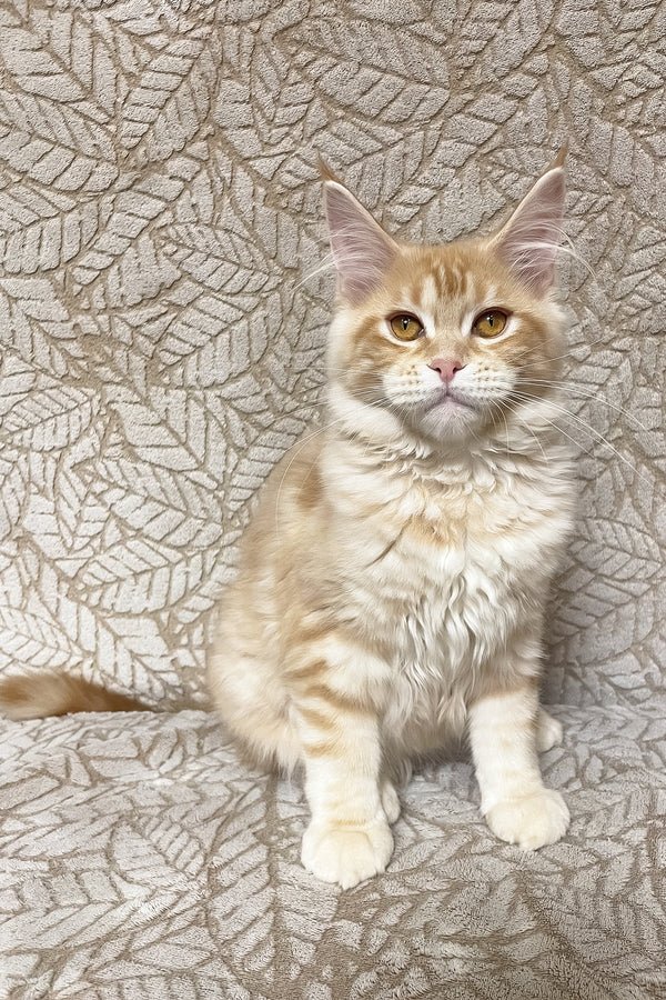 Ophelia | Maine Coon Kitten