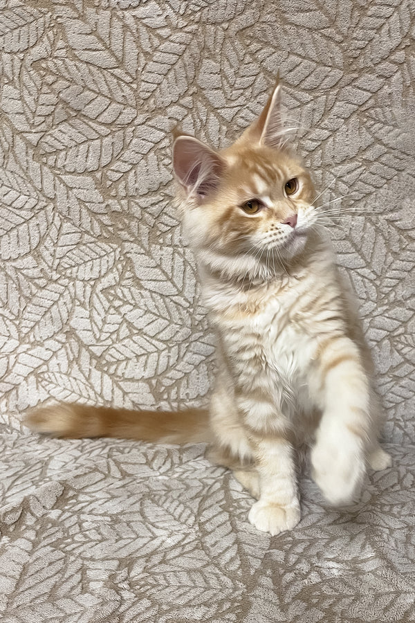 Ophelia | Maine Coon Kitten