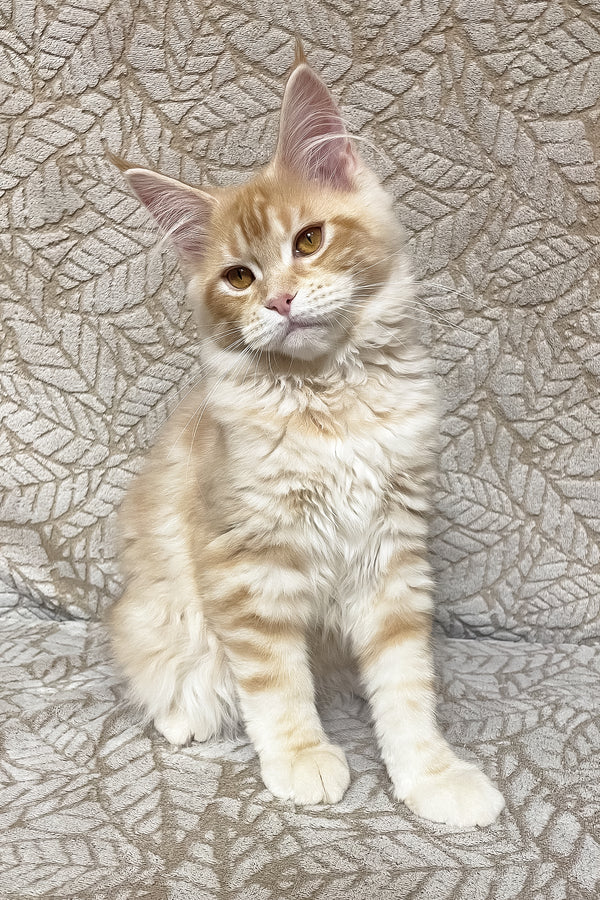 Ophelia | Maine Coon Kitten