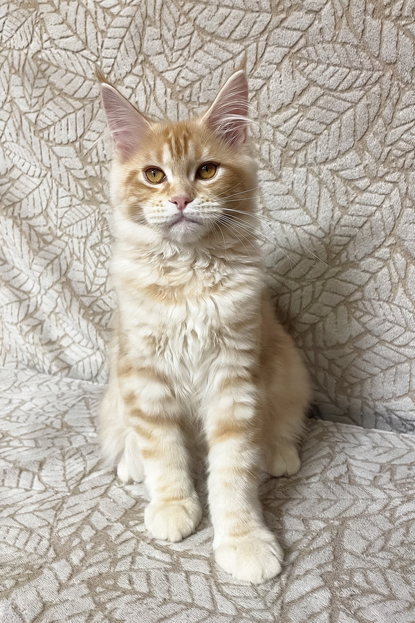 Ophelia | Maine Coon Kitten