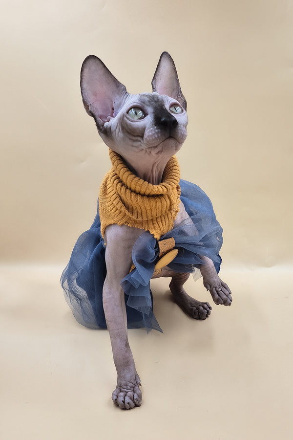 Ollie | Sphynx Kitten