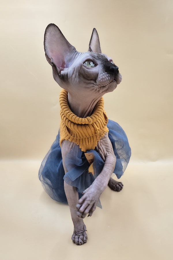 Ollie | Sphynx Kitten