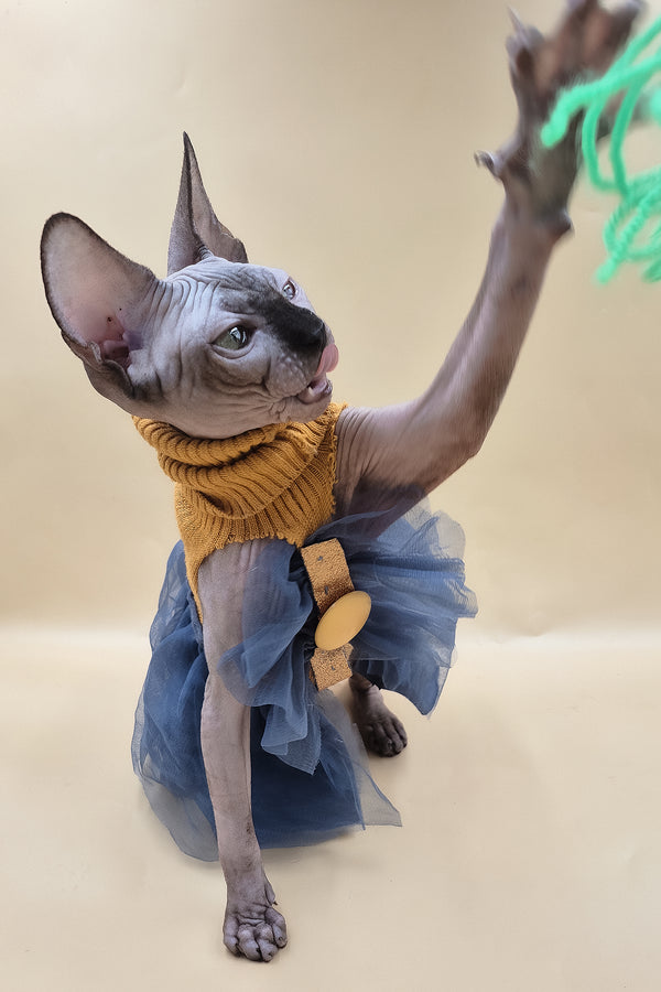 Ollie | Sphynx Kitten