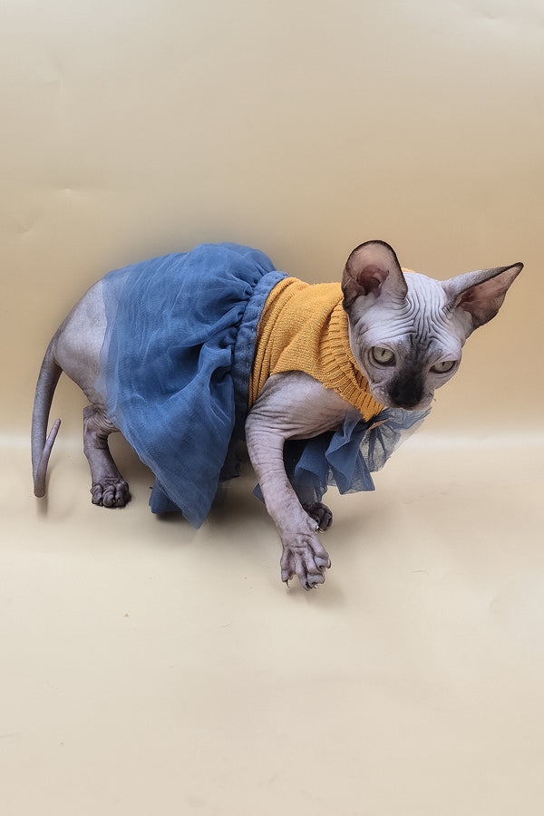 Ollie | Sphynx Kitten