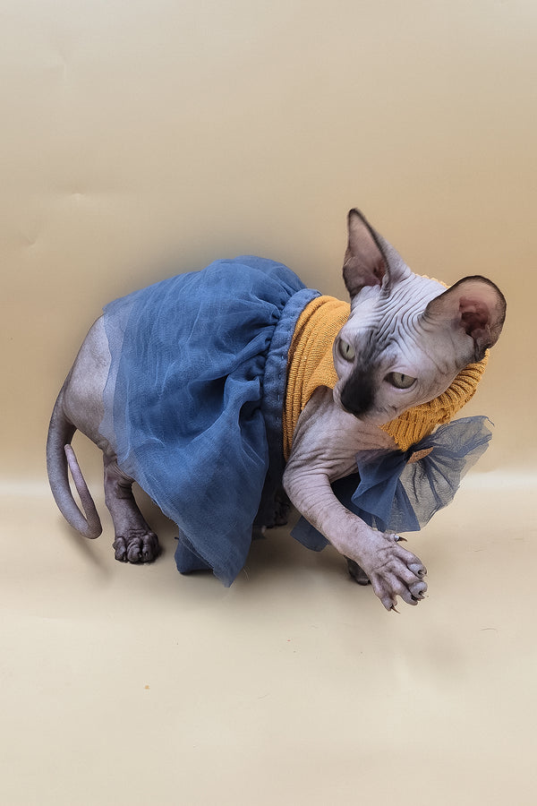 Ollie | Sphynx Kitten