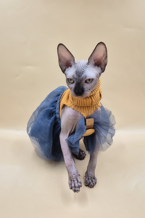 Ollie | Sphynx Kitten