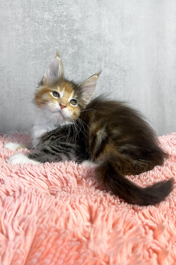 Olympia | Maine Coon Kitten