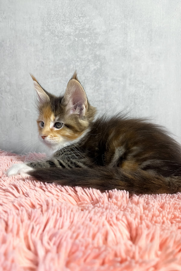 Olympia | Maine Coon Kitten