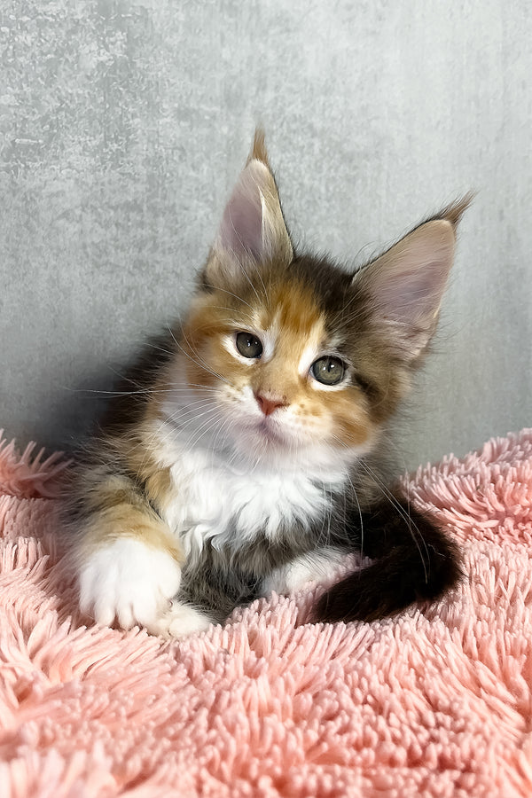 Olympia | Maine Coon Kitten