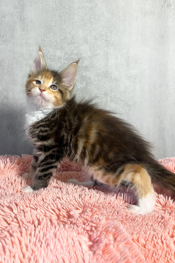 Olympia | Maine Coon Kitten
