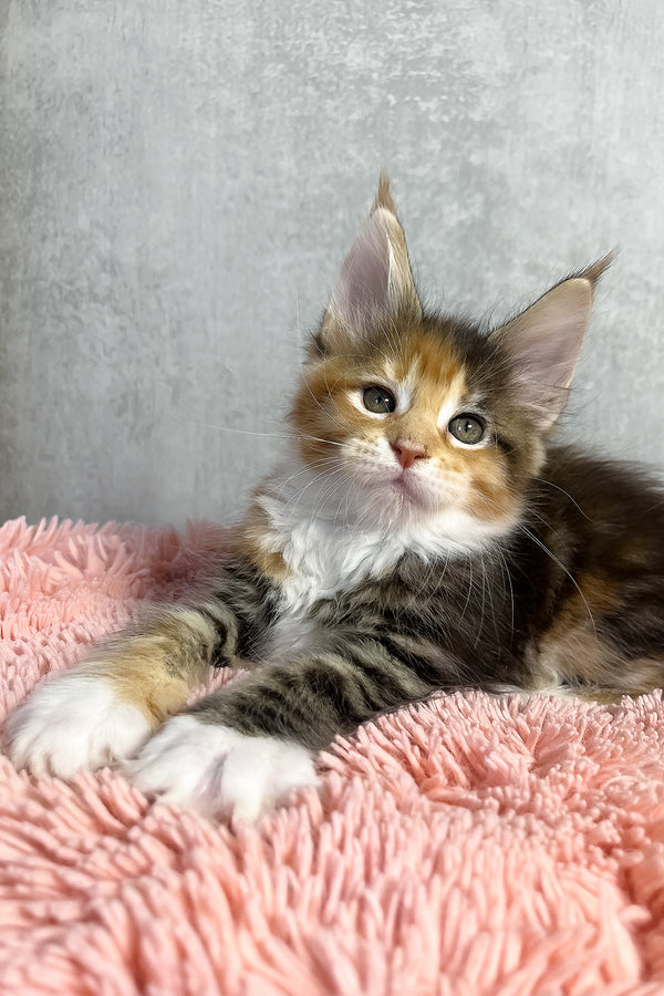 Olympia | Maine Coon Kitten