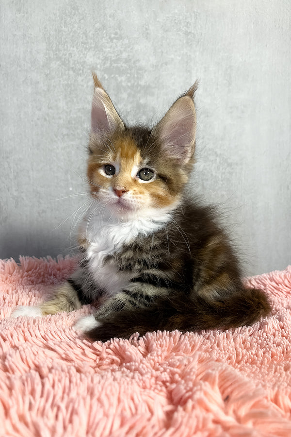 Olympia | Maine Coon Kitten