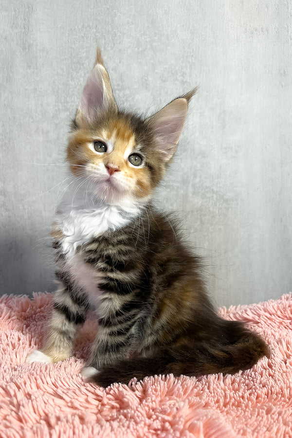Olympia | Maine Coon Kitten