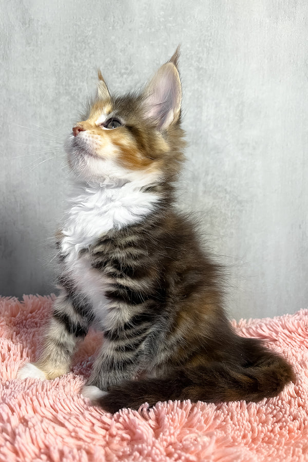 Olympia | Maine Coon Kitten