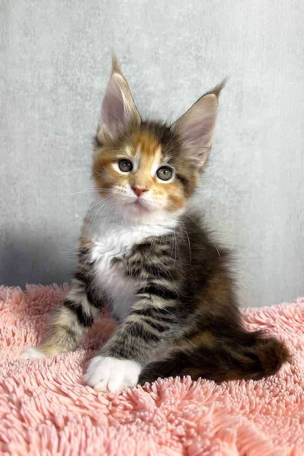 Olympia | Maine Coon Kitten