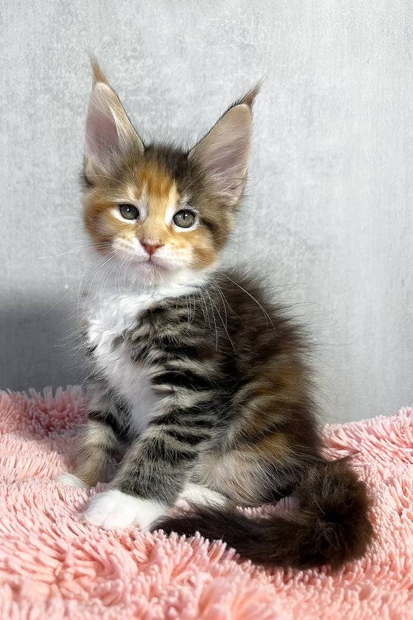 Olympia | Maine Coon Kitten