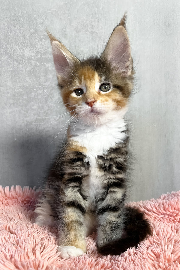 Olympia | Maine Coon Kitten