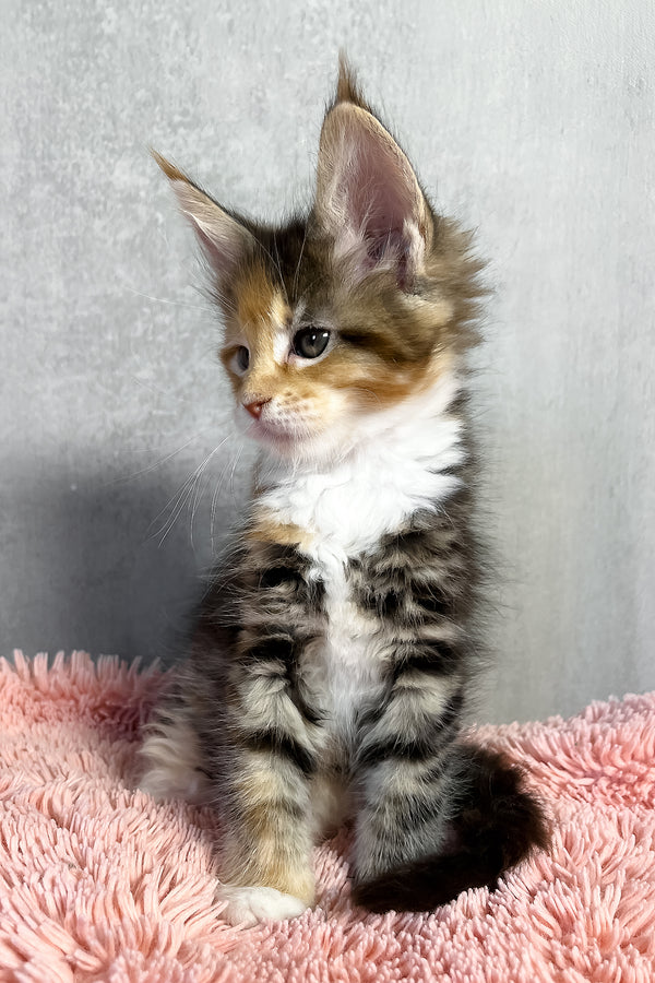 Olympia | Maine Coon Kitten