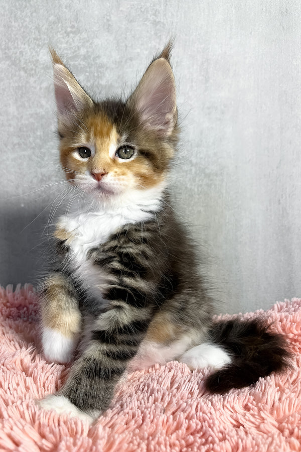 Olympia | Maine Coon Kitten