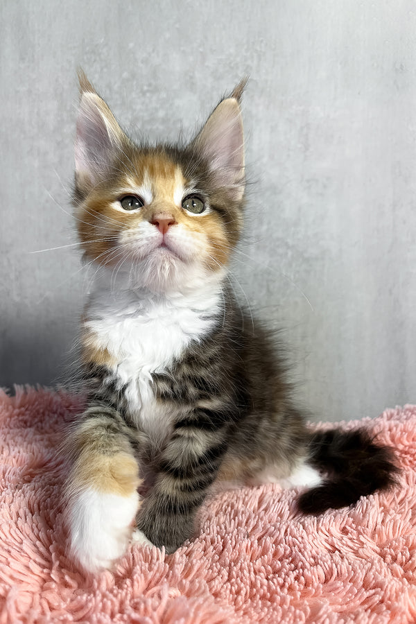 Olympia | Maine Coon Kitten