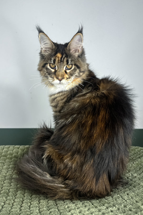 Opra | Maine Coon Kitten