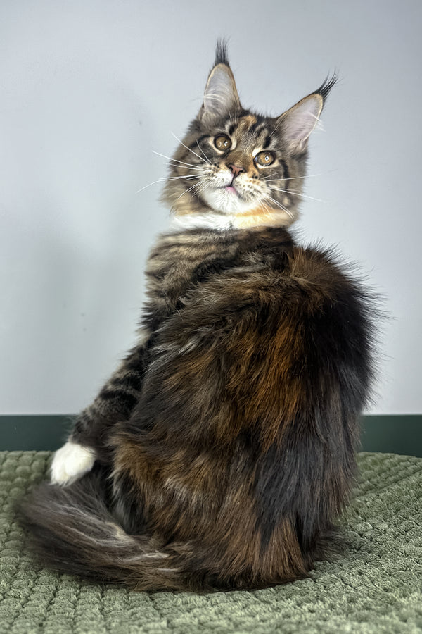 Opra | Maine Coon Kitten