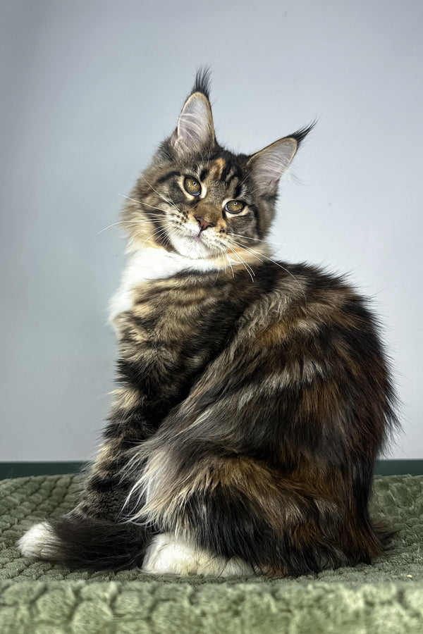 Opra | Maine Coon Kitten