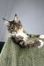 Opra | Maine Coon Kitten