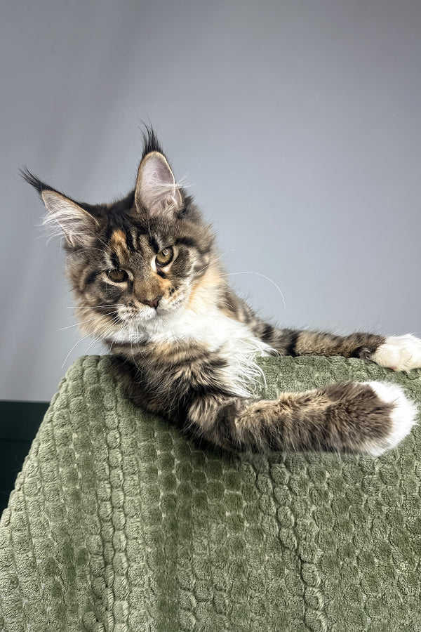 Opra | Maine Coon Kitten