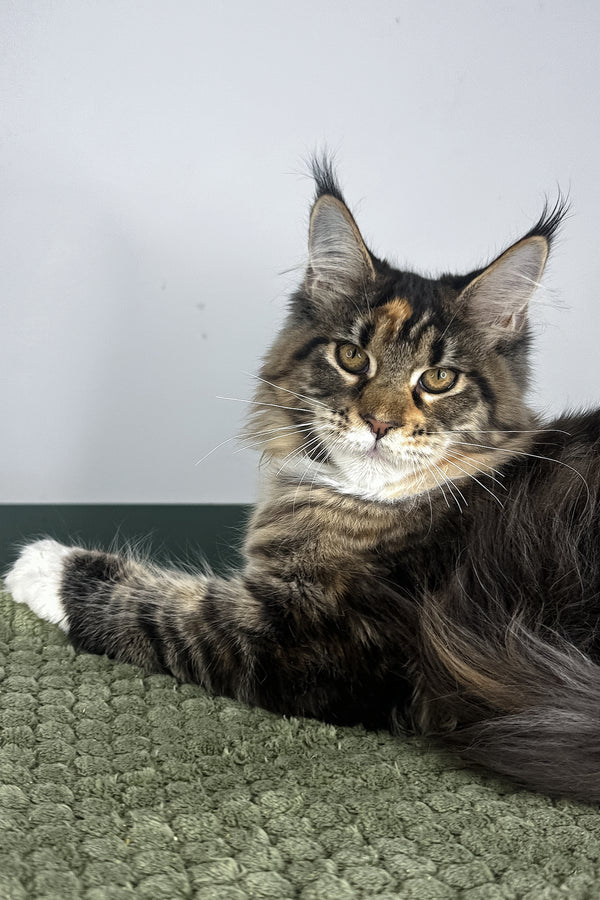 Opra | Maine Coon Kitten