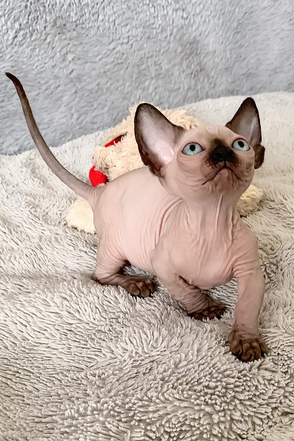 Ora | Bambino Sphynx Kitten