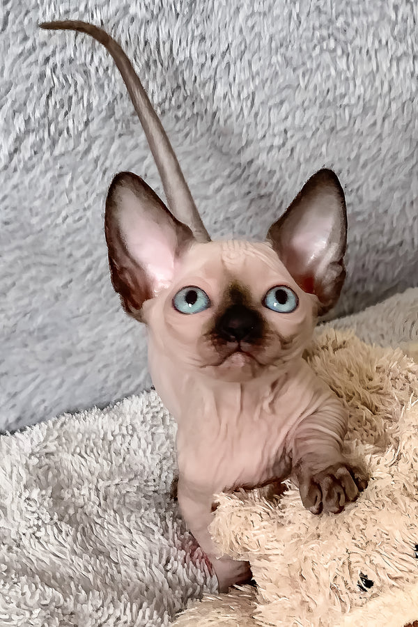 Ora | Bambino Sphynx Kitten