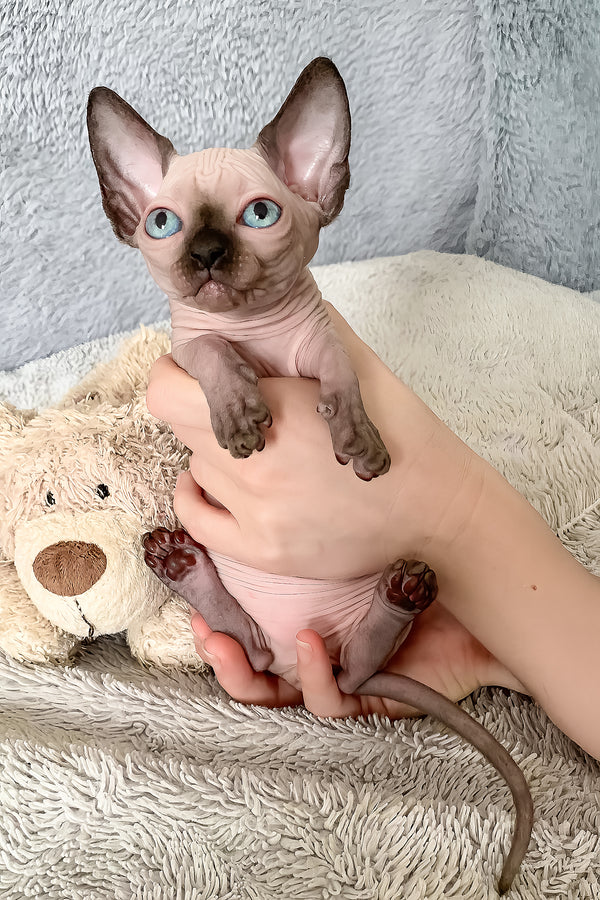 Ora | Bambino Sphynx Kitten