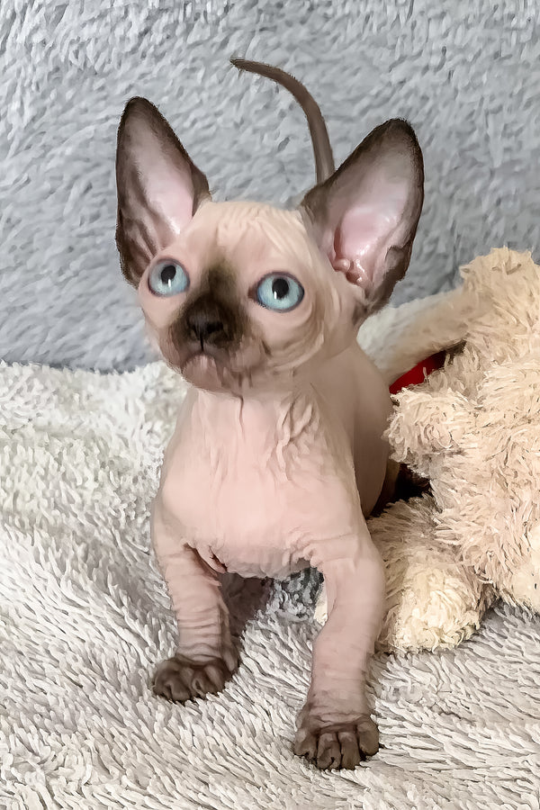 Ora | Bambino Sphynx Kitten